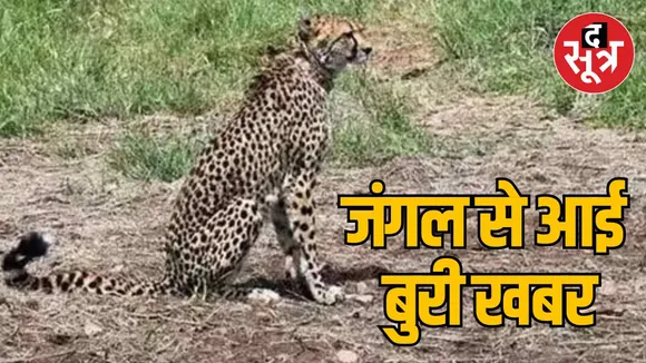 Kuno National Park leopard dies