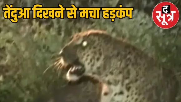 Sagar News Leopards