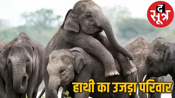 Elephant family destroyed electric shock 3 dead raigarh