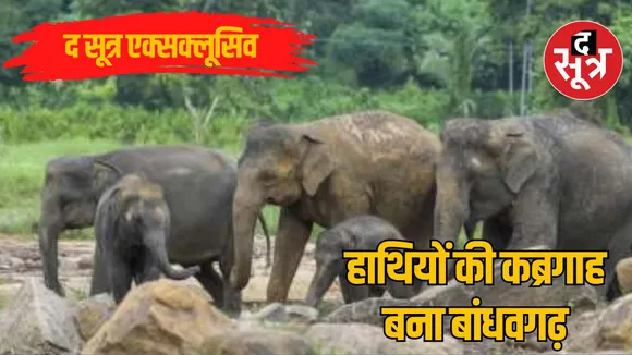 MP Bhopal Bandhavgarh Tiger Reserve 10 elephants death Case