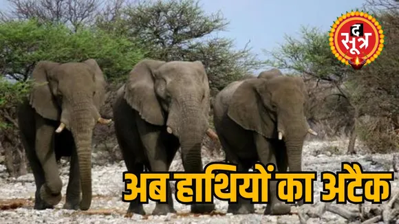 elephant attack