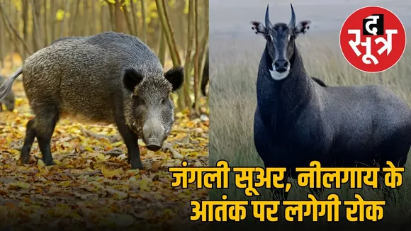 जंगली सूअर और नीलगाय