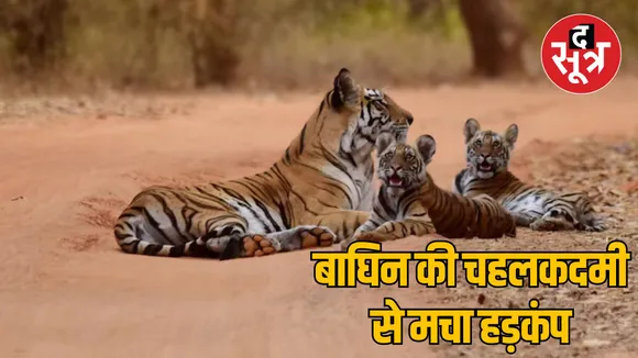 MP Khargone Titraniya range Movement of cub and tigress