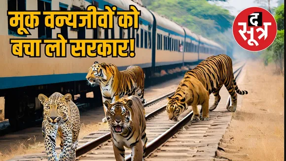 Tiger Accident