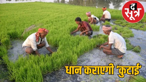 Farmers will be fined for growing paddy crop the sootr