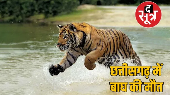 Carcass tiger found national park raipur