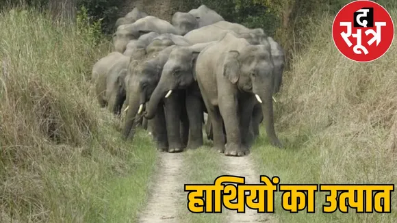11 elephant Terror 2 children crushed death surajpur