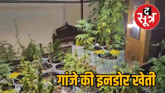 Indoor cultivation of marijuana