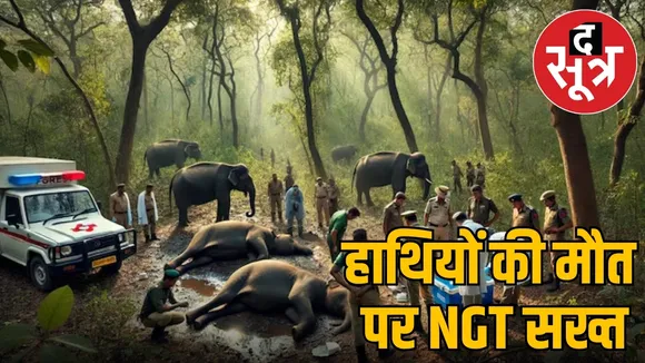BANDHAVGARH 10 ELEPHANTS DIED