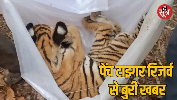 MP Jabalpur Pench Tiger Reserve tiger cub dies