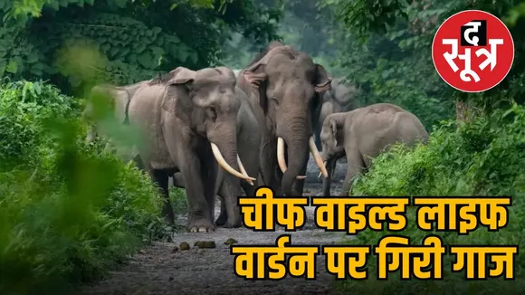 elephant hadsa