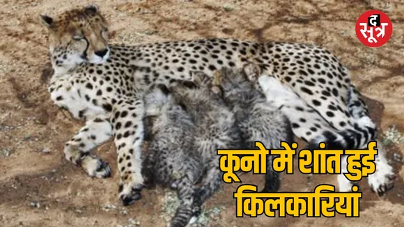 MP Bhopal Kuno National Park cheetah Nirva Both the cubs died