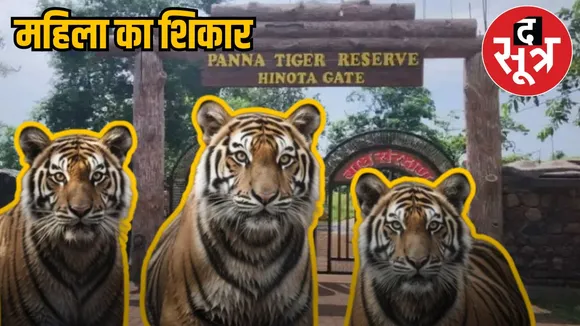 tiger