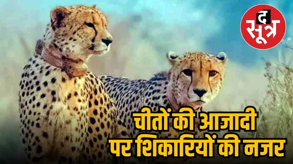 कूनो चीता