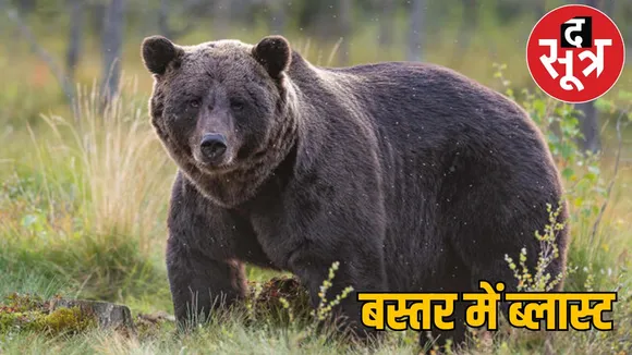 Bear family died IED blast Naxals wanted kill soldiers jagdalpur