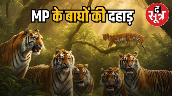 tiger