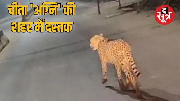 kuno-national-park-cheetah-sheopur-urban-area-entry-tracking