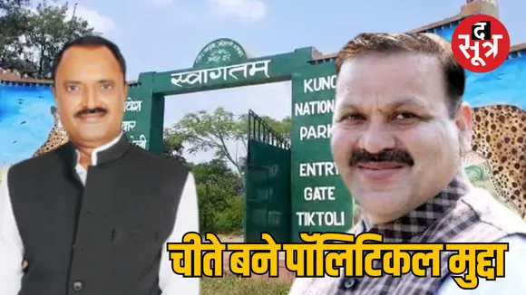 sheopur cheetahs movement politics and challenges