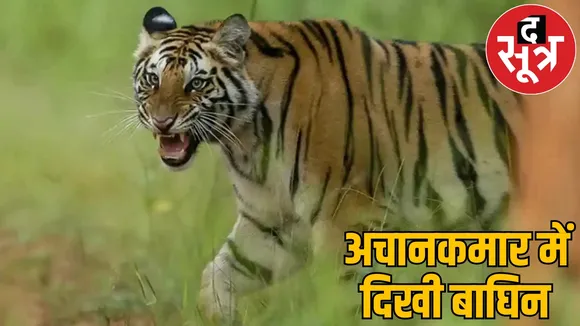 Siddha Mata Mandir road closed due to sighting of tigress bilaspur