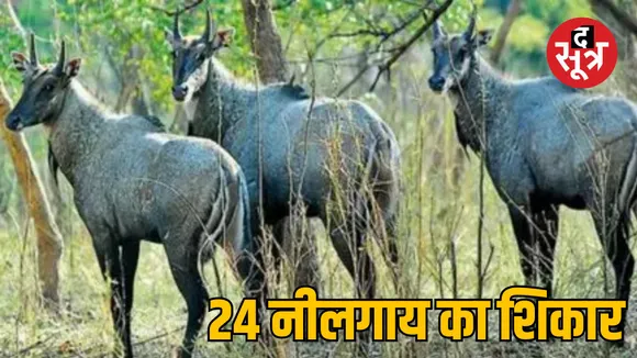 Rajasthan Jaipur 24 Nilgai hunting