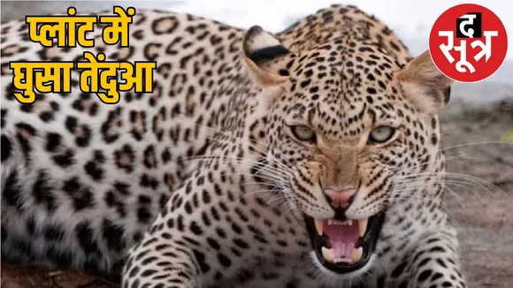 leopard enters in bhilai steel plant alert issued for employees