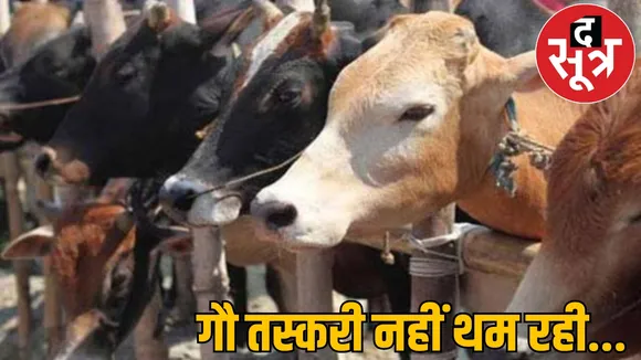 beef found again in Chhattisgarh 60 year old man involved in smuggling