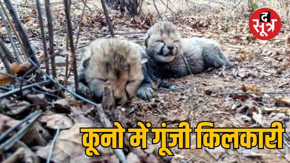 kuno national park new cheetah cubs birth