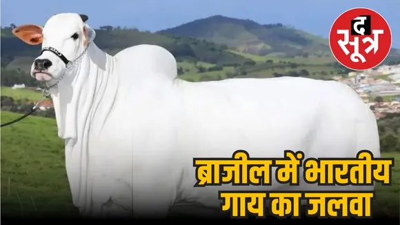 cow sold 40 crore