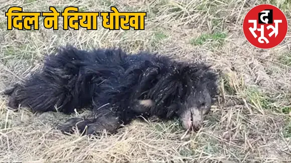 Bear dies of heart attack in Raigad district the sootr