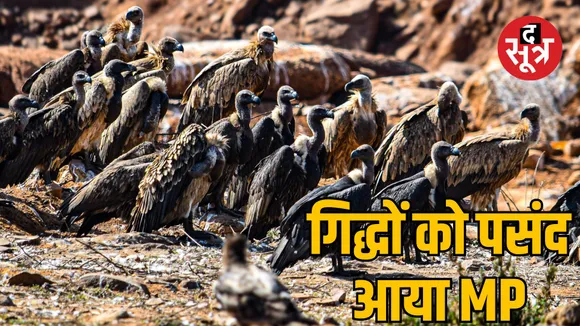 madhya pradesh vulture population record 