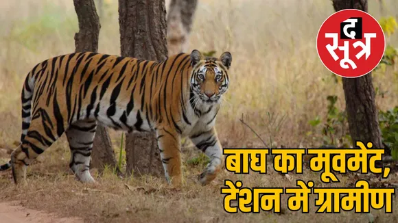 bandhavgarh tiger reserve Tiger movement villages madhya pradesh