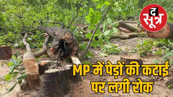 madhya pradesh forest department tree cutting ban