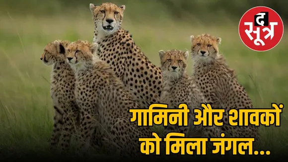 cheetah-gamini