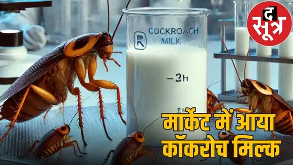 cockroach milk