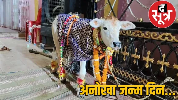 Cow calf birthday Dhamtari the sootr