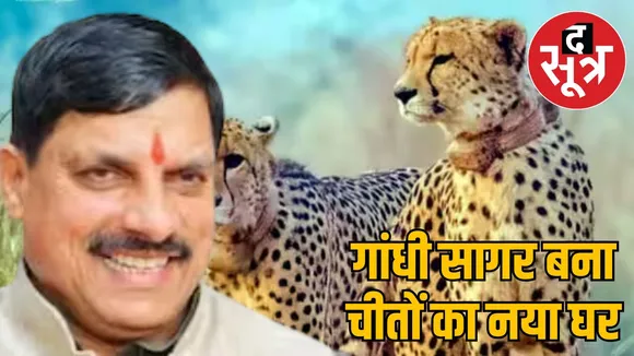 cheetahs-released-gandhi