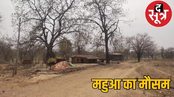 Villagers earnings in the beauty of the forest the sootr