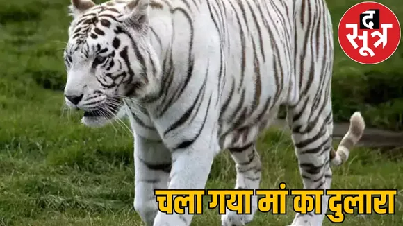 White tiger dies heart attack Kanan Pendari Zoo the sootr