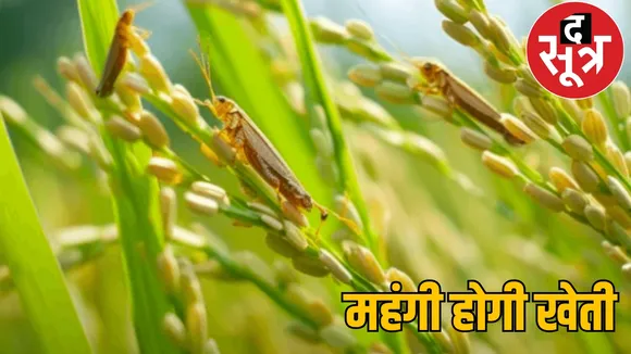 The price of paddy seeds increased the sootr