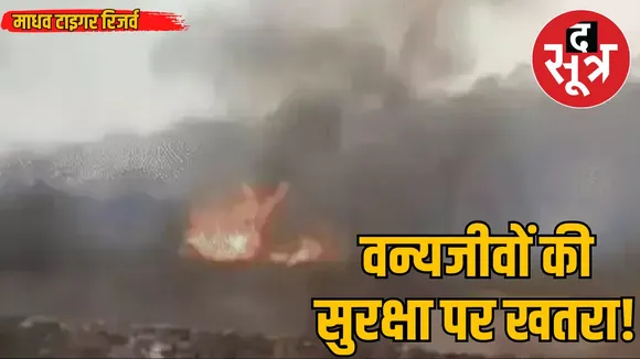 shivpuri-madhav-tiger