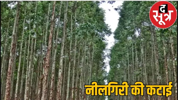 Indiscriminate cutting eucalyptus trees Congress allegation government the sootr