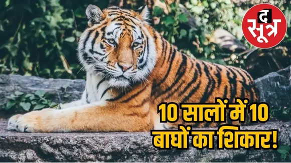 Tiger smuggling in MP 