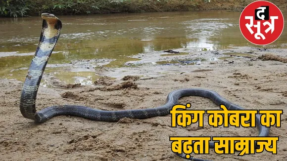 'Kingdom of snakes' settled in the forests of Korba, new hotspot of King Cobra the sootr