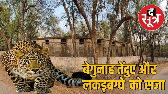 Leopard and hyena are imprisoned in Raipur Nandanvan for eight years the sootr