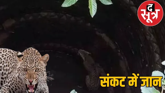 Leopard fell into the well while chasing a hen the sootr