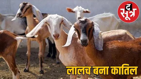 greed for goats goat theft murder sitapur chattisgarh  the sootr
