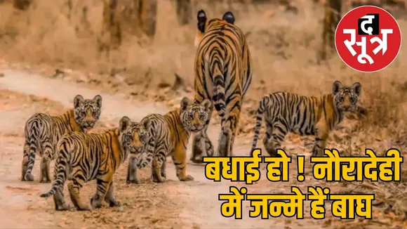 Tigress seen playing with newborn cubs in Tiger Reserve