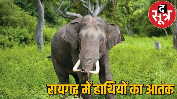elephant got angry crushed two women to death raigarh