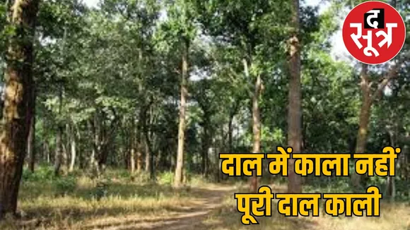 Crores of rupees scam in forest department, bamboo plantation on paper, embezzlement in reality the sootr