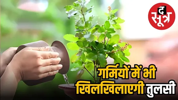 तुलसी का पौधा 